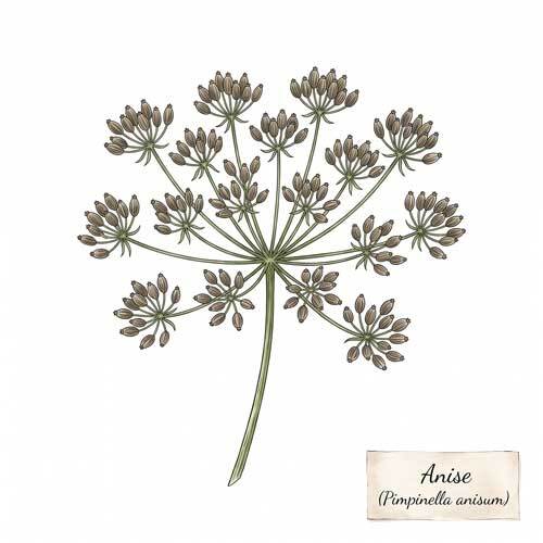 Whole Anise (Pimpinella anisum) botanical ingredient for wholesale tea blends