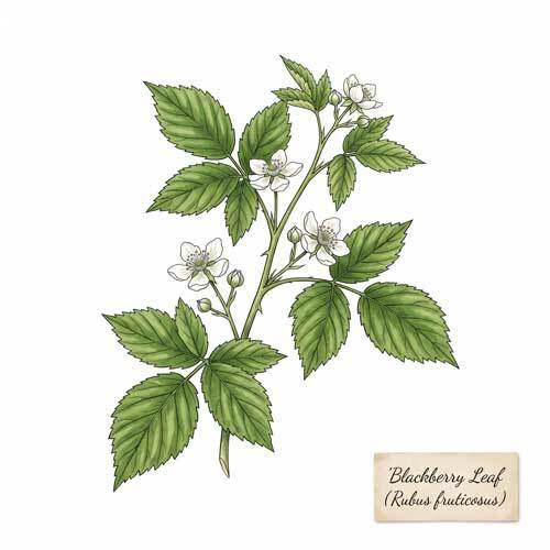 Whole Blackberry Leaf (Rubus fruticosus) botanical ingredient for wholesale tea blends