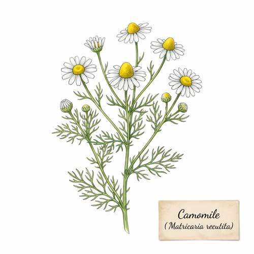 Whole Camomile (Matricaria recutita) botanical ingredient for wholesale tea blends