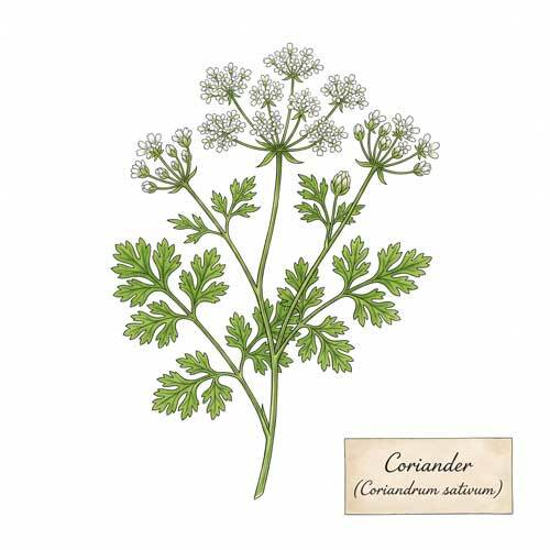 Whole Coriander (Coriandrum sativum) botanical ingredient for wholesale tea blends