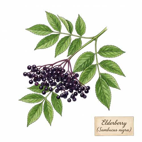 Whole Elderberry (Sambucus nigra) botanical ingredient for wholesale tea blends