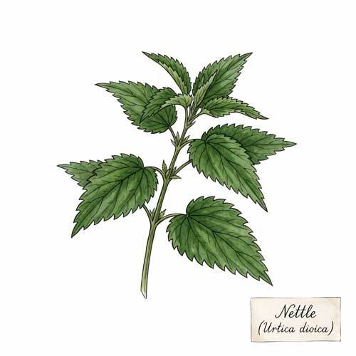 Whole Nettle (Urtica dioica) botanical ingredient for wholesale tea blends
