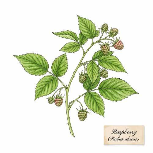 Whole Raspberry (Rubus idaeus) botanical ingredient for wholesale tea blends