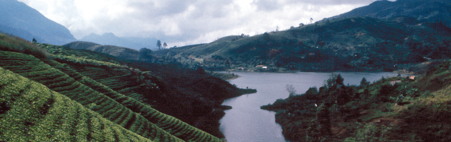 Ceylon Tea